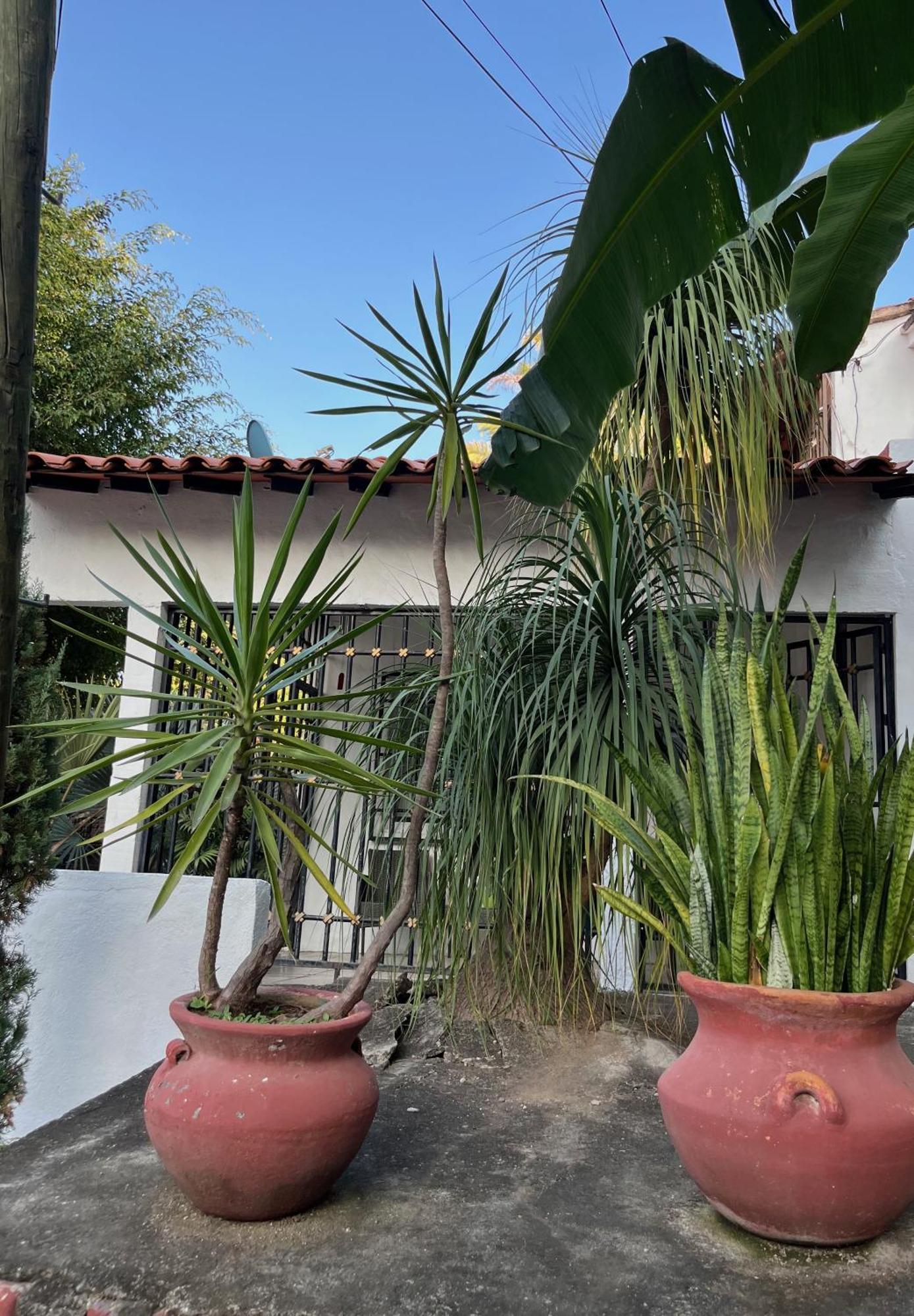 Villa Palmier -Quiet Cosy Air Conditioned Terrace Puerto Vallarta Exteriör bild